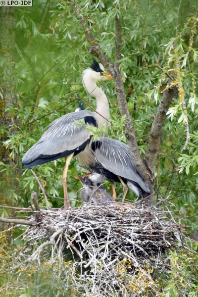 Famille de Héron cendré